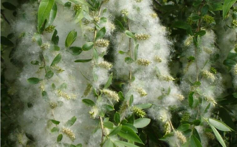 src=http___imglf6.nosdn0.126.net_img_YmJrbkFacUhrZmlBRXVySkdHeFExVTBDaldndXNKbTBSeTM5emdZVEY1cDhGQTNPU1JUYnRBPT0.jpg&refer=http___imglf6.nosdn0.126.jpg src=http___imglf6.nosdn0.126.net_img_YmJrbkFacUhrZmlBRXVySkdHeFExVTBDaldndXNKbTBSeTM5emdZVEY1cDhGQTNPU1JUYnRBPT0.jpg&refer=http___imglf6.nosdn0.126.jpg